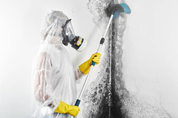 Best Post-Construction Mold Inspection  in Burton, MI