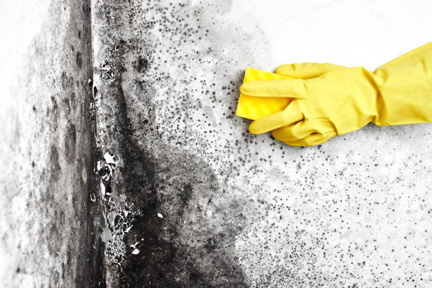 Best Post-Construction Mold Inspection  in Burton, MI