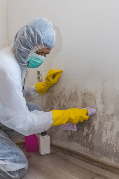 Best Residential Mold Inspection & Testing  in Burton, MI