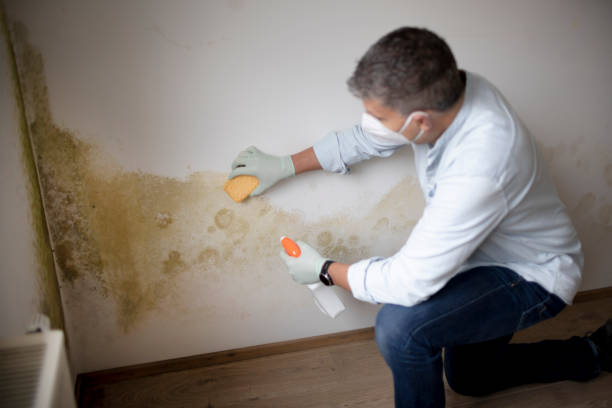 Best Asbestos and Lead Testing During Mold Inspection  in Burton, MI