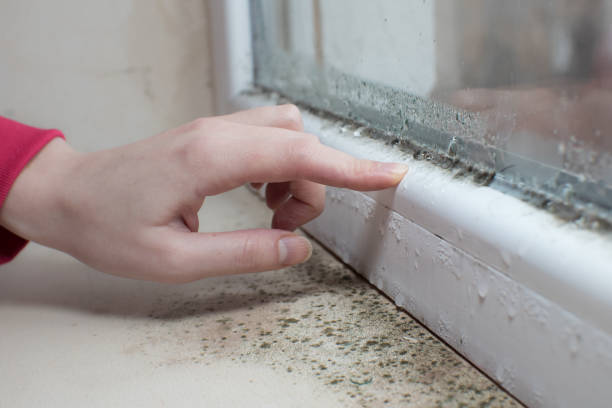 Reliable Burton, MI Mold Removal Solutions