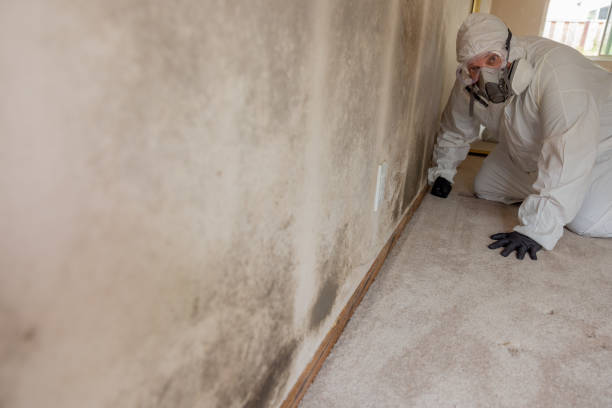 Reliable Burton, MI Mold Removal Solutions